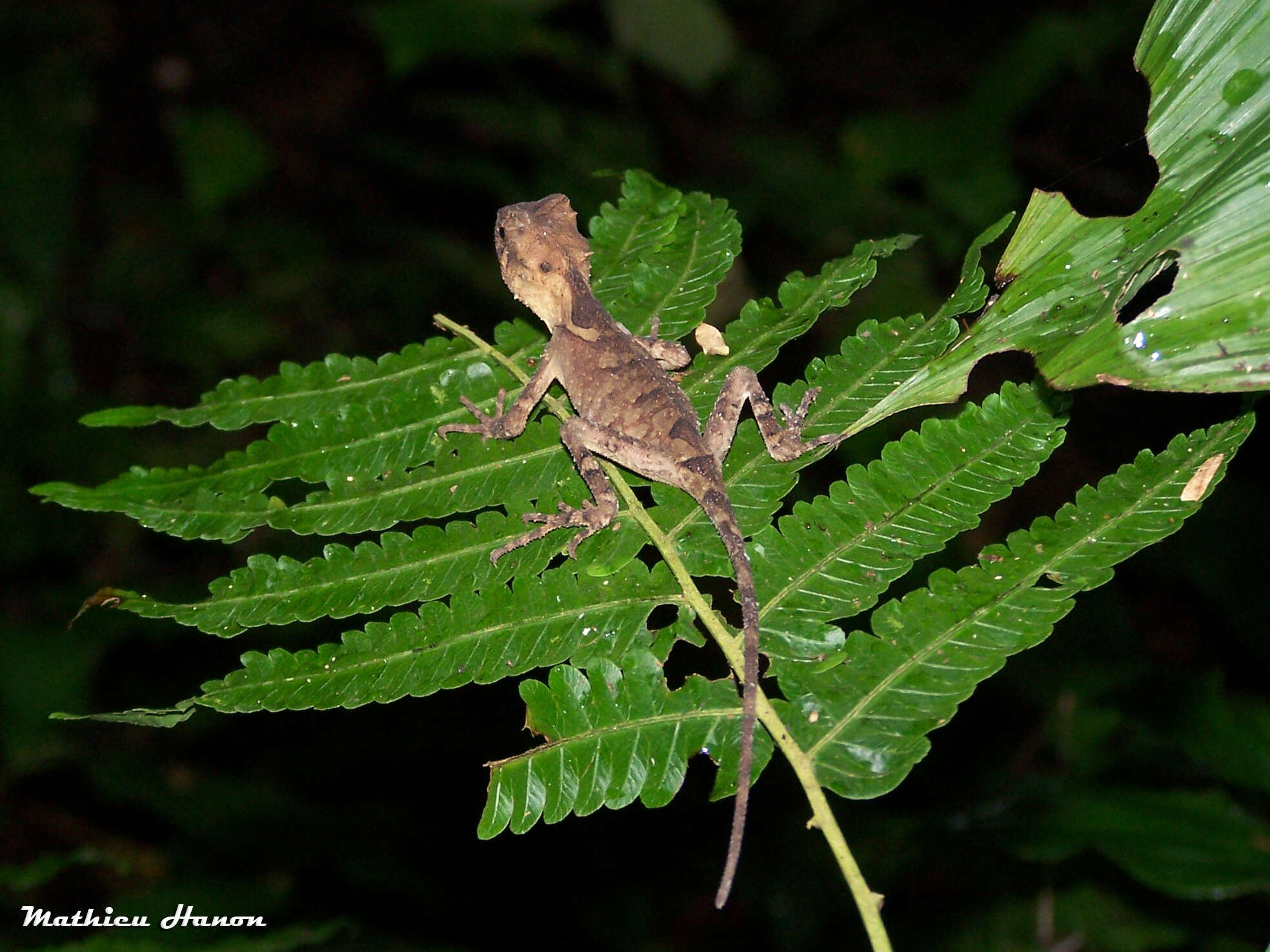 Image of Brown Pricklenape