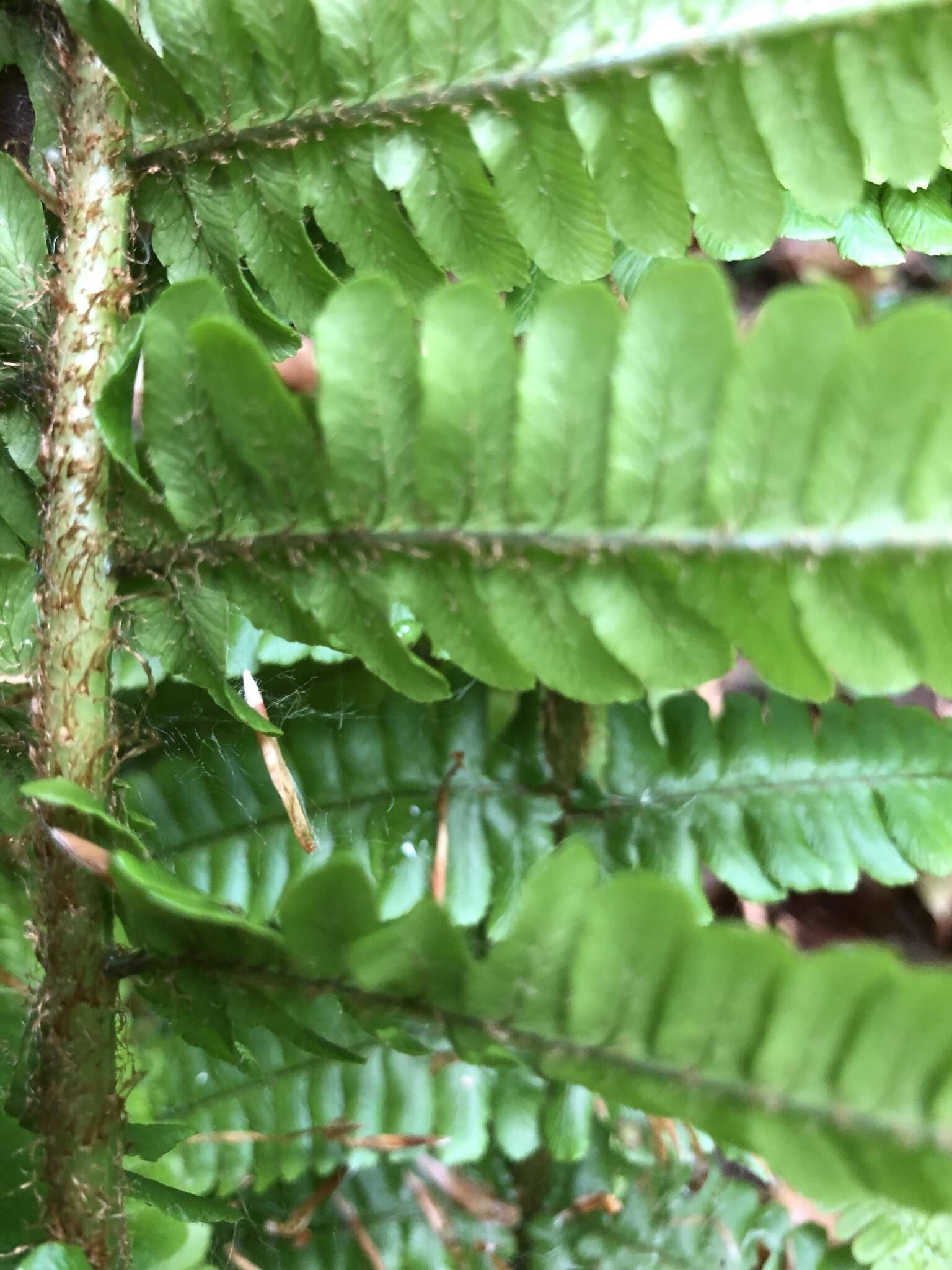 Image of Dryopteris borreri (Newm.) Oberholzer & Tavel