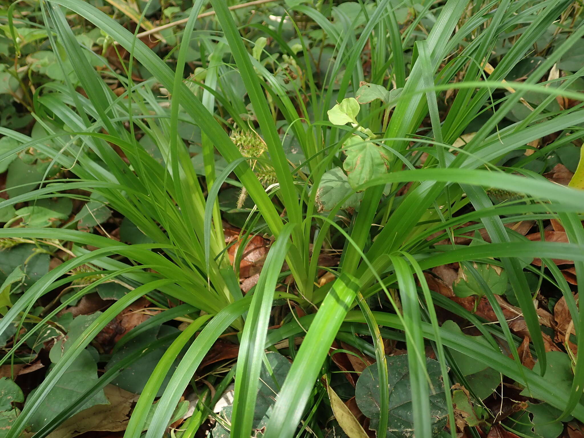 Imagem de Carex wahuensis C. A. Mey.