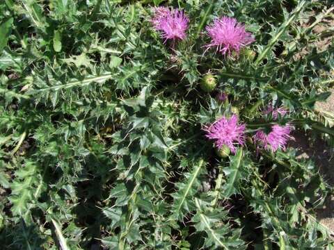 Cirsium acaule (L.) Scop. resmi