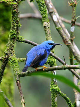 Image of Shining Honeycreeper