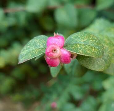 Symphoricarpos × doorenbosii的圖片