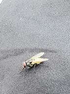 Image of house fly