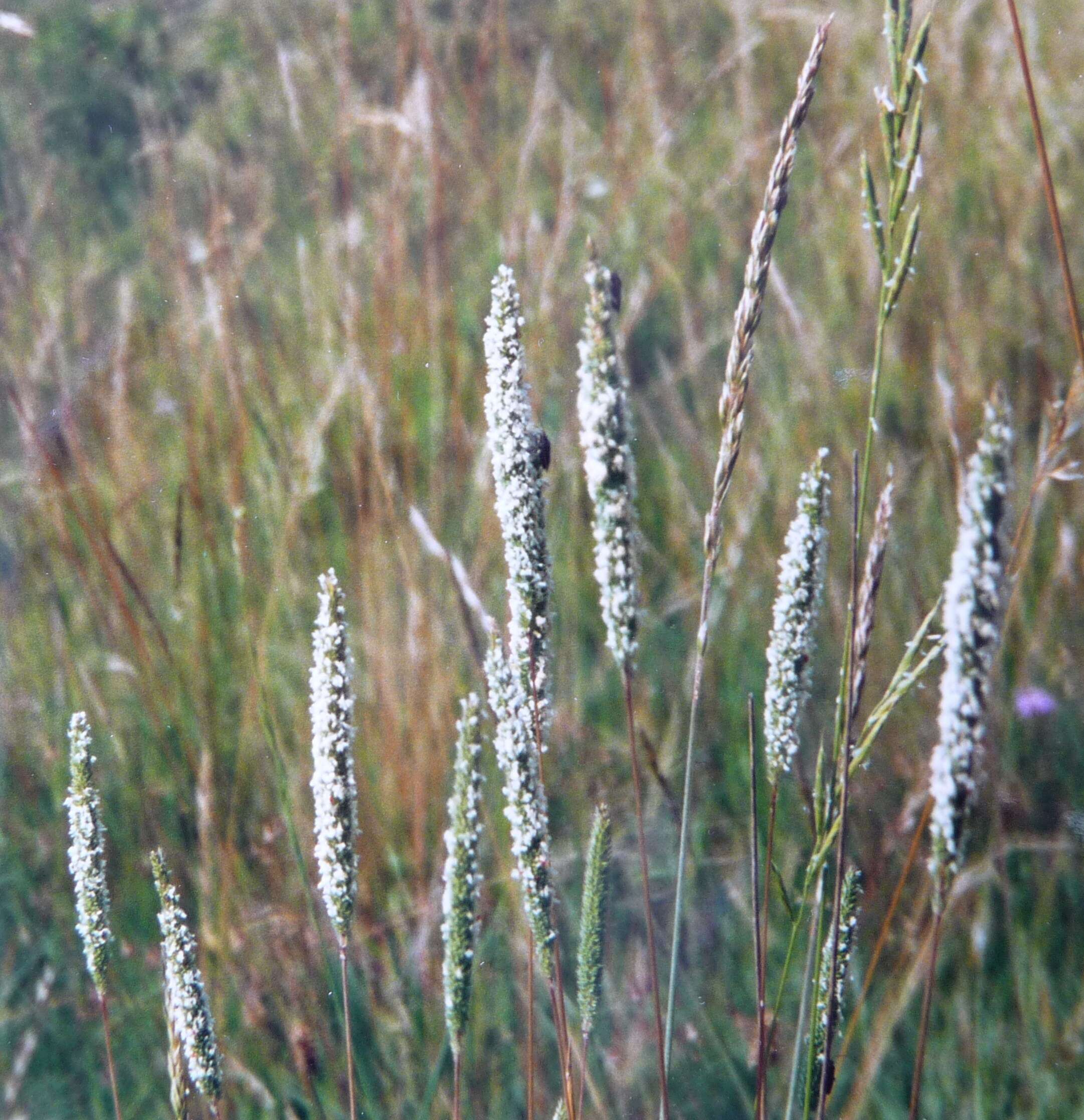 Image of Boehmer's cat's-tail