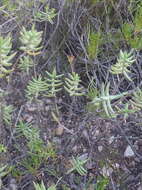 Crassula tetragona subsp. lignescens Tölken resmi