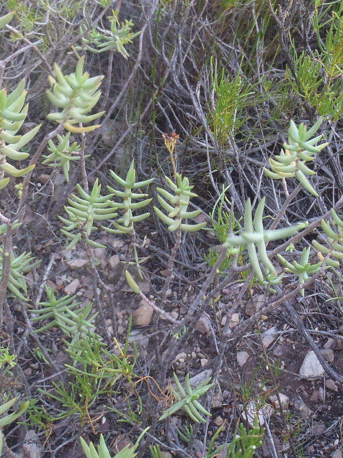 Crassula tetragona subsp. lignescens Tölken resmi