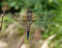 Image of Four-spotted Chaser