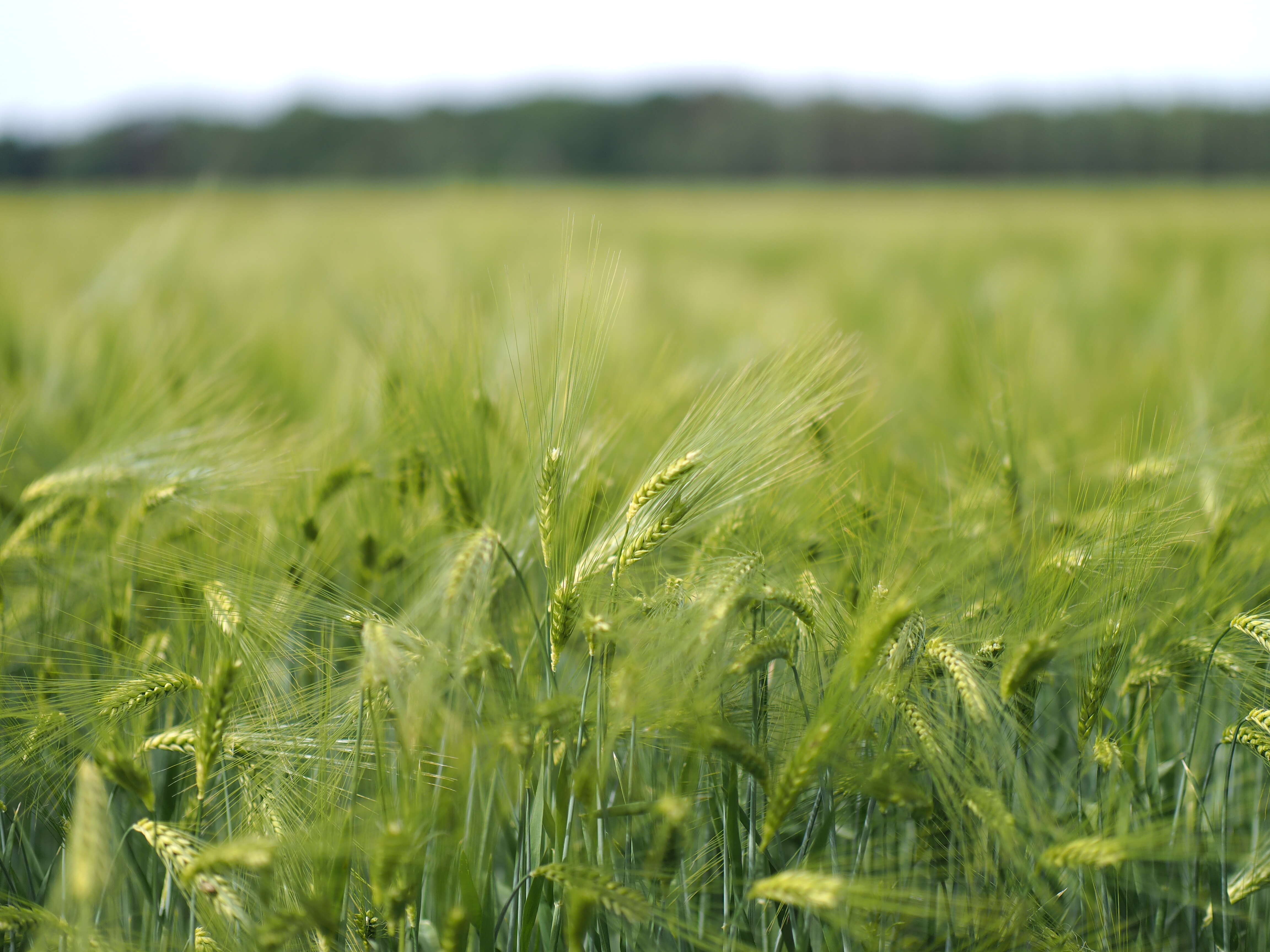 Image of common barley