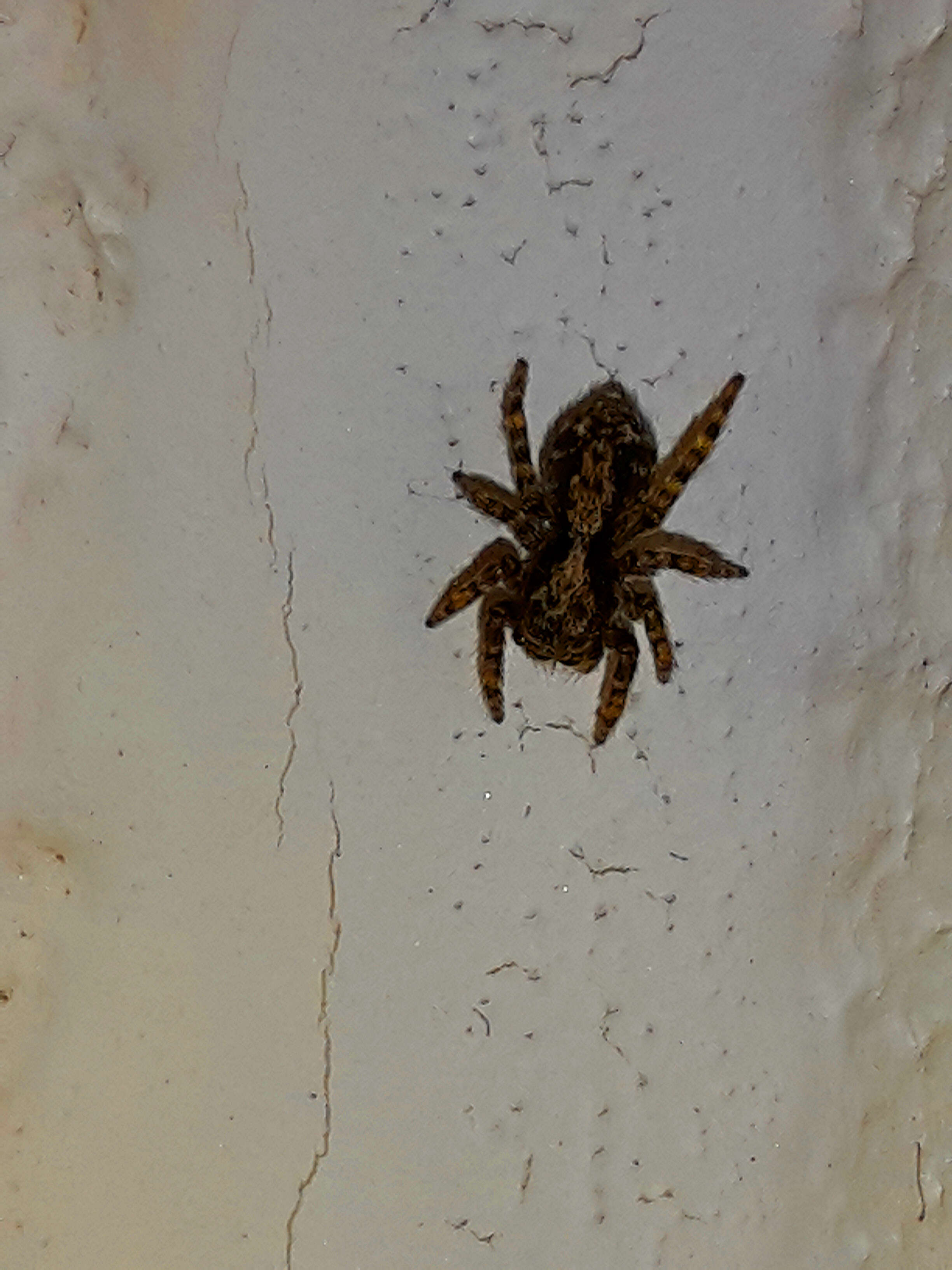 Image of Jumping spider