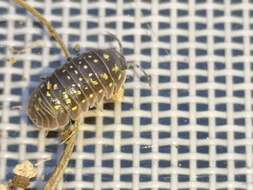 Image of Armadillidium quinquepustulatum Budde-Lund 1885