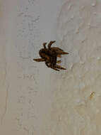 Image of Jumping spider