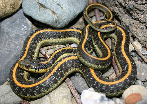 Image of Thamnophis atratus zaxanthus Boundy 1999