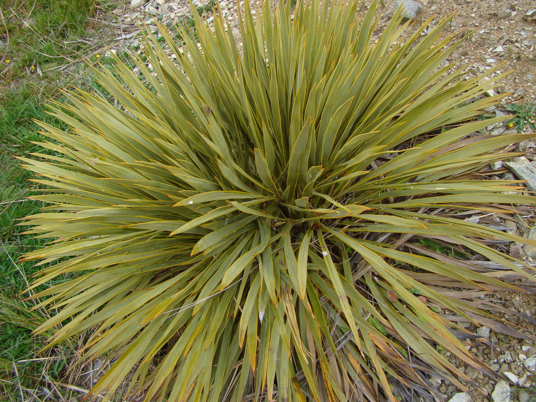 Image of Aciphylla aurea W. R. B. Oliv.