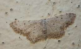 Imagem de Idaea incisaria Staudinger 1892