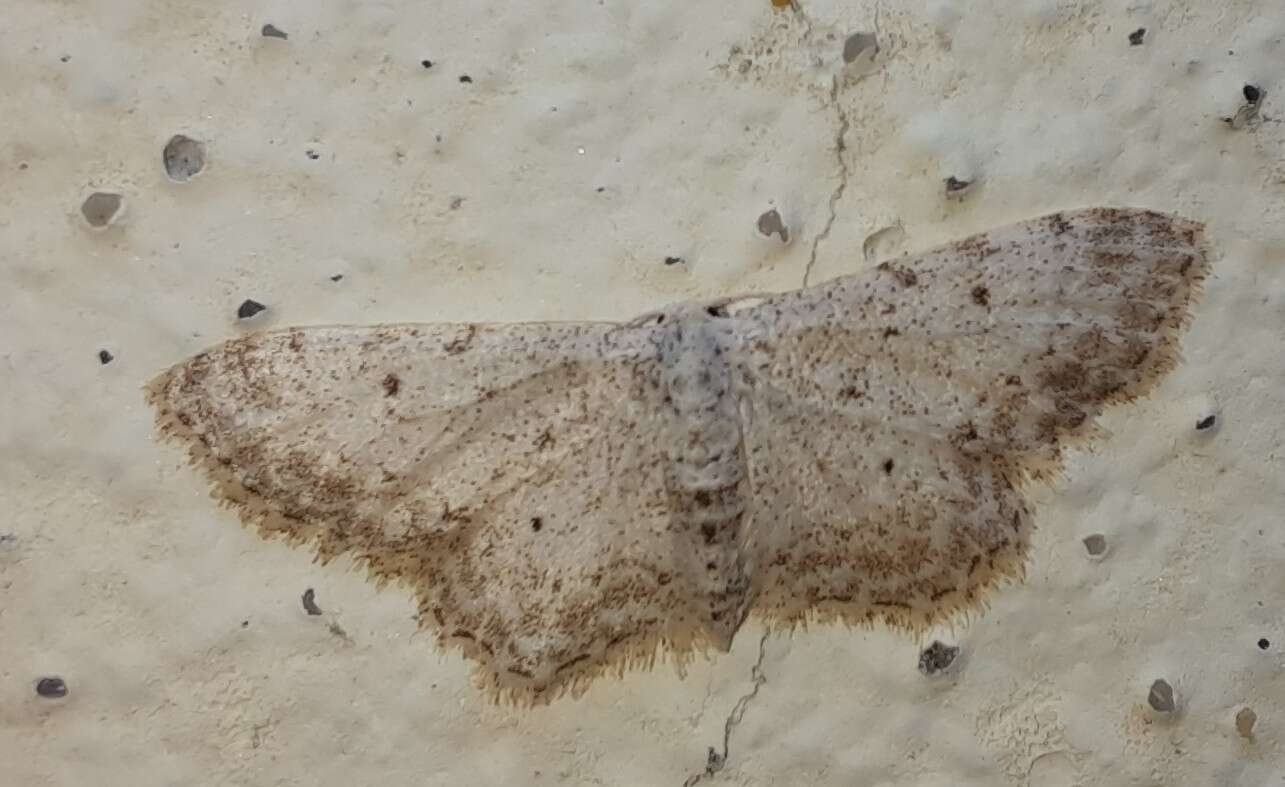 Sivun Idaea incisaria Staudinger 1892 kuva