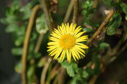 Слика од Grindelia buphthalmoides DC.