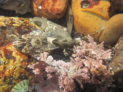 Image of Tidepool sculpin