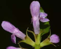 Image of Smooth Hedge-Nettle