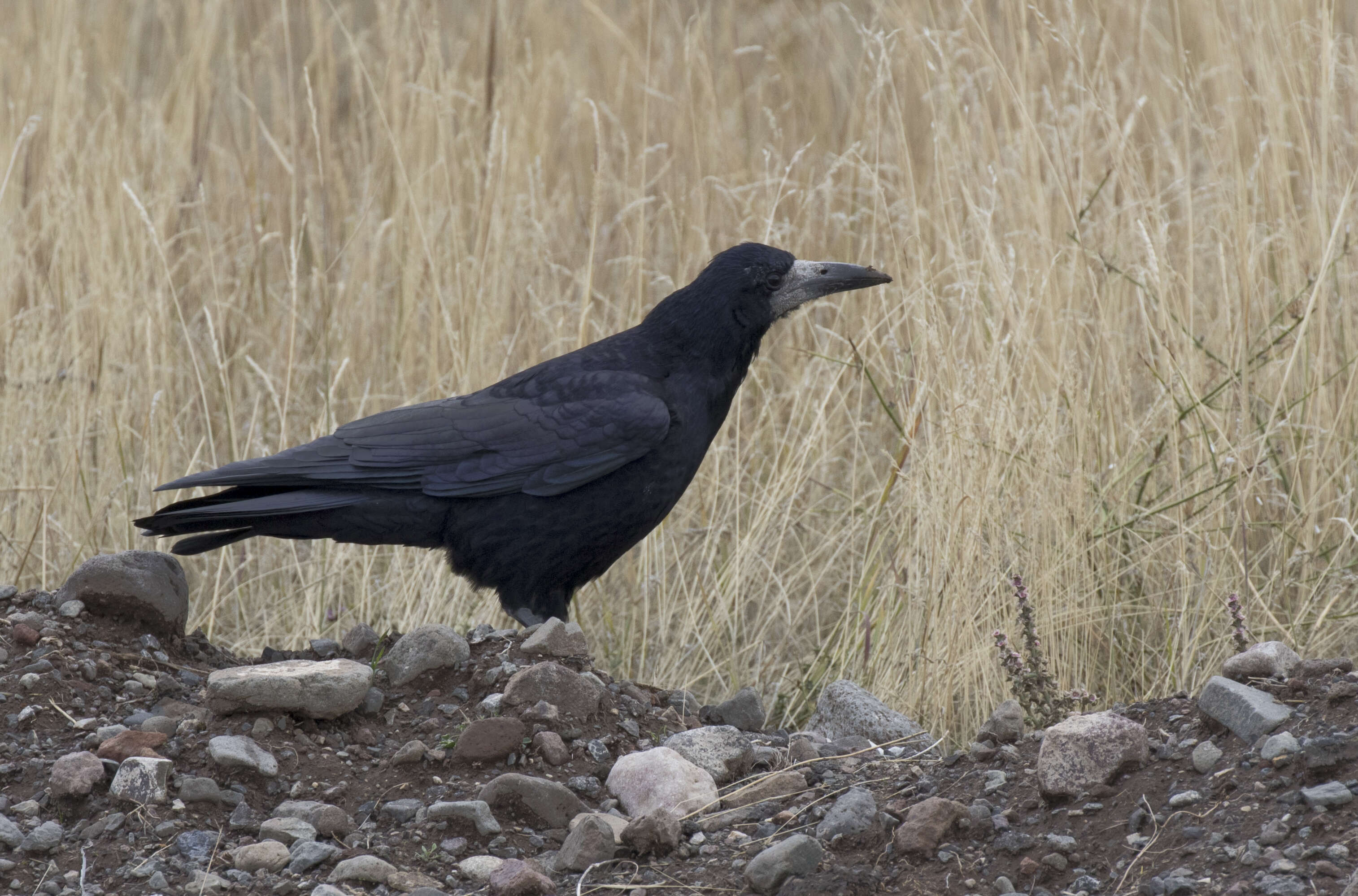 Imagem de Corvus frugilegus Linnaeus 1758