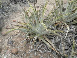 Agave cerulata subsp. cerulata resmi