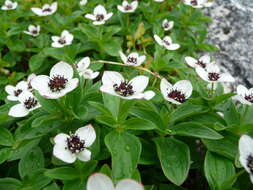 Image of Bunchberry