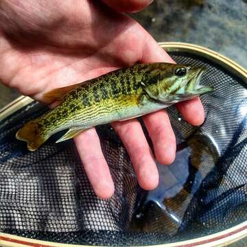 Image of Cahaba bass