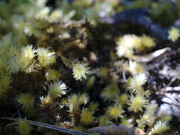 Image of Pulchrinodus inflatus B. H. Allen 1987