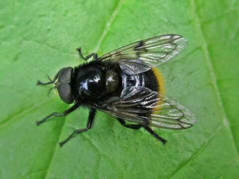 Image of bumblebee hoverfly