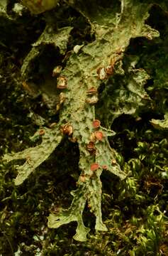 Image of Lungwort