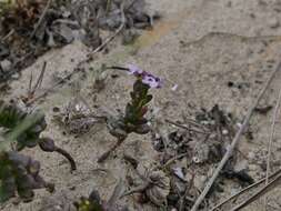 صورة Iberis procumbens subsp. procumbens