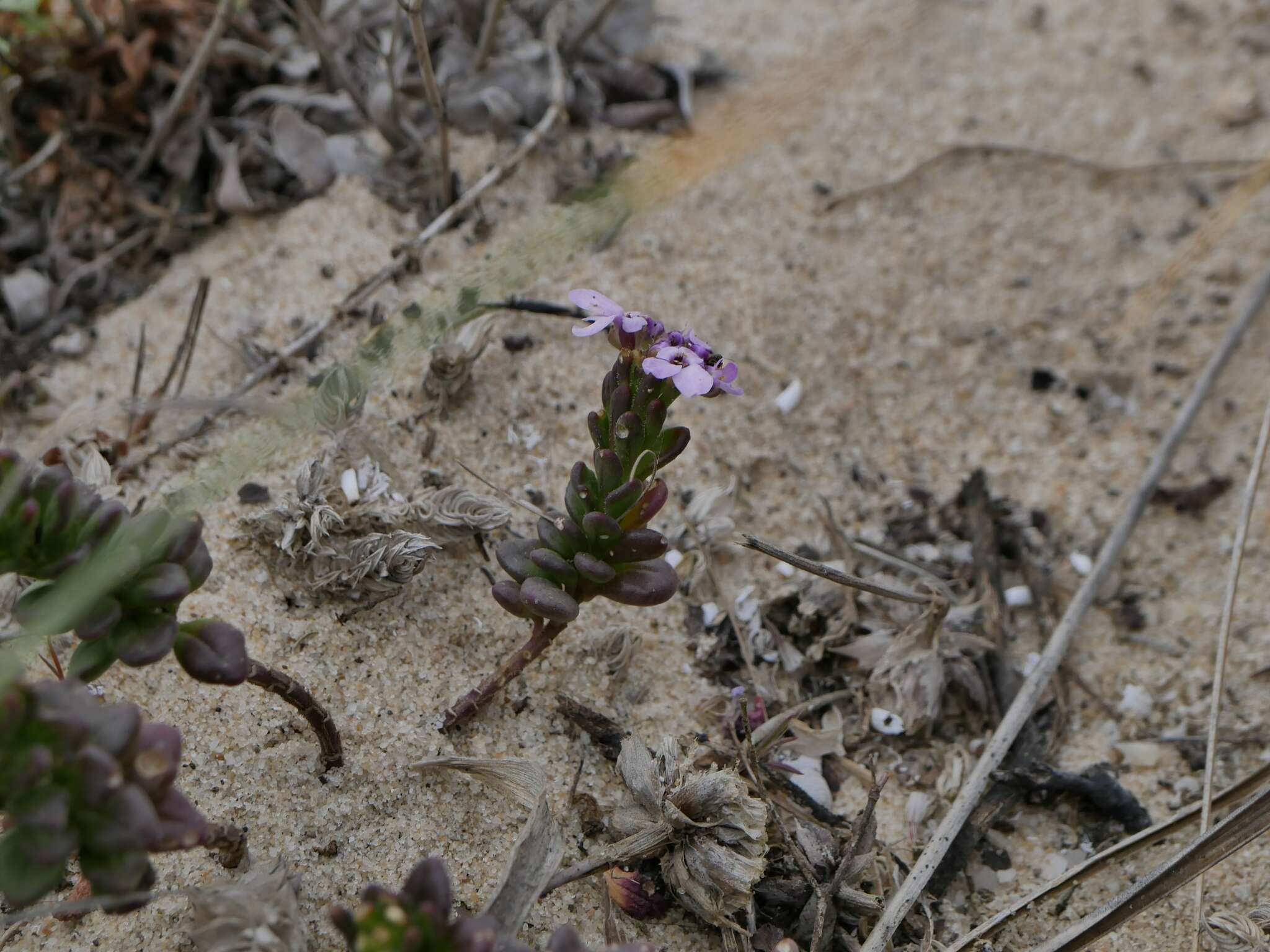 صورة Iberis procumbens subsp. procumbens