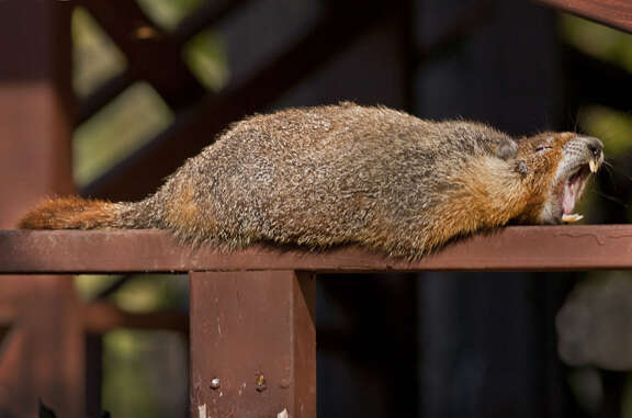 Image of Marmota subgen. Petromarmota Steppan et al. 1999