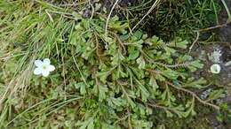 Image of Centaurium scilloides (L. fil.) Samp.