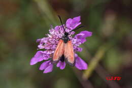 Image of Zygaena rubicundus