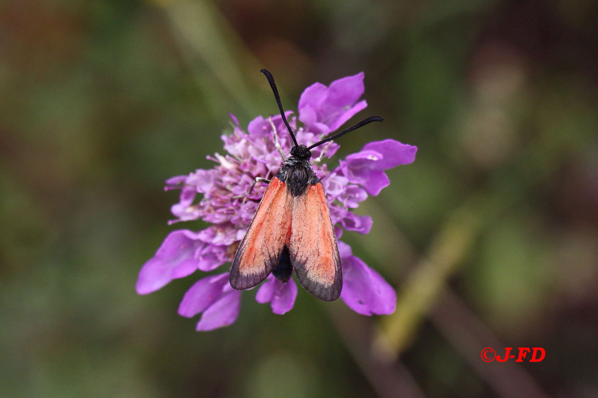 Image of Zygaena rubicundus