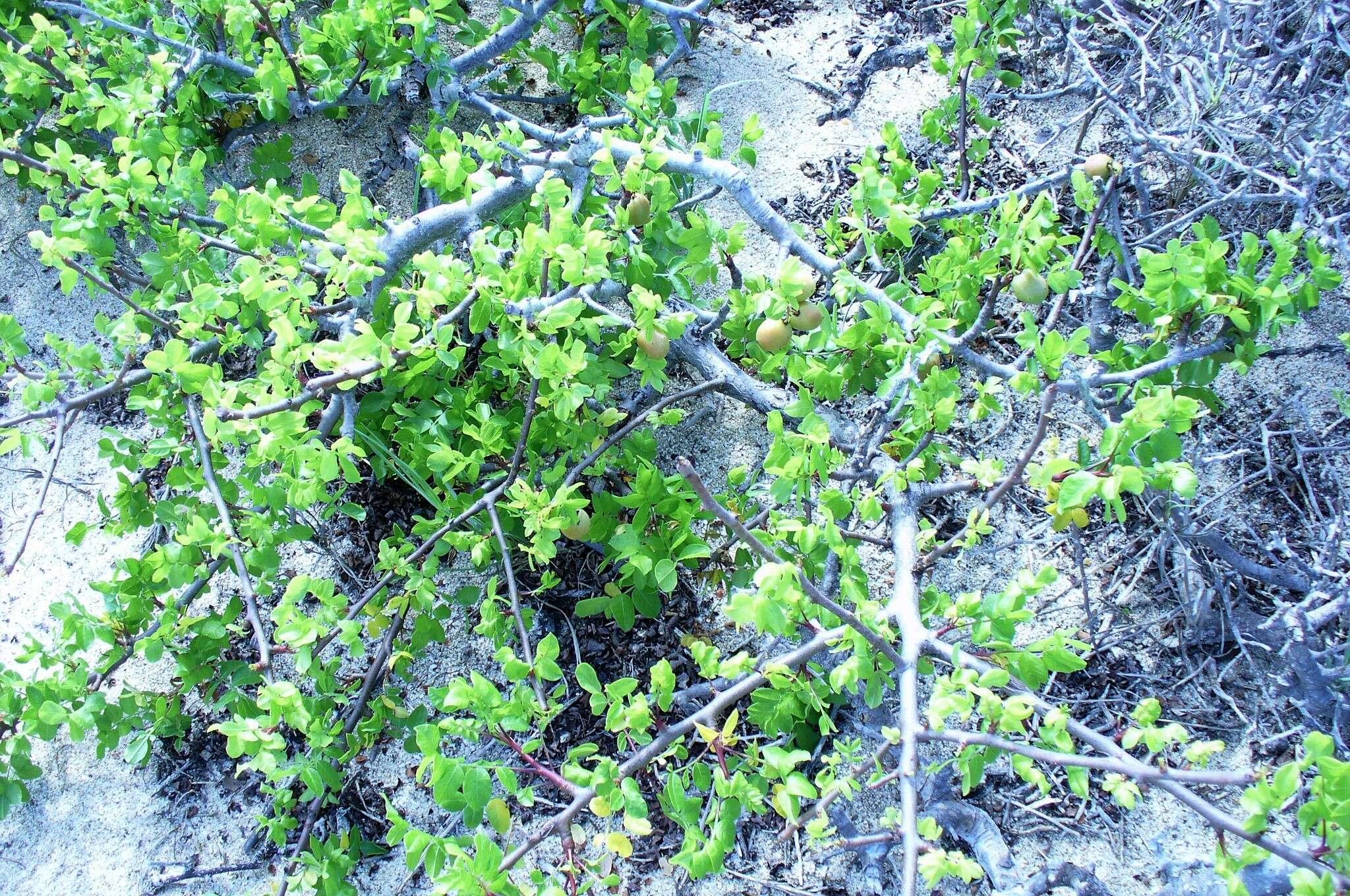 Image of Cyrtocarpa edulis var. glabra León de la Luz & Perez Navarro