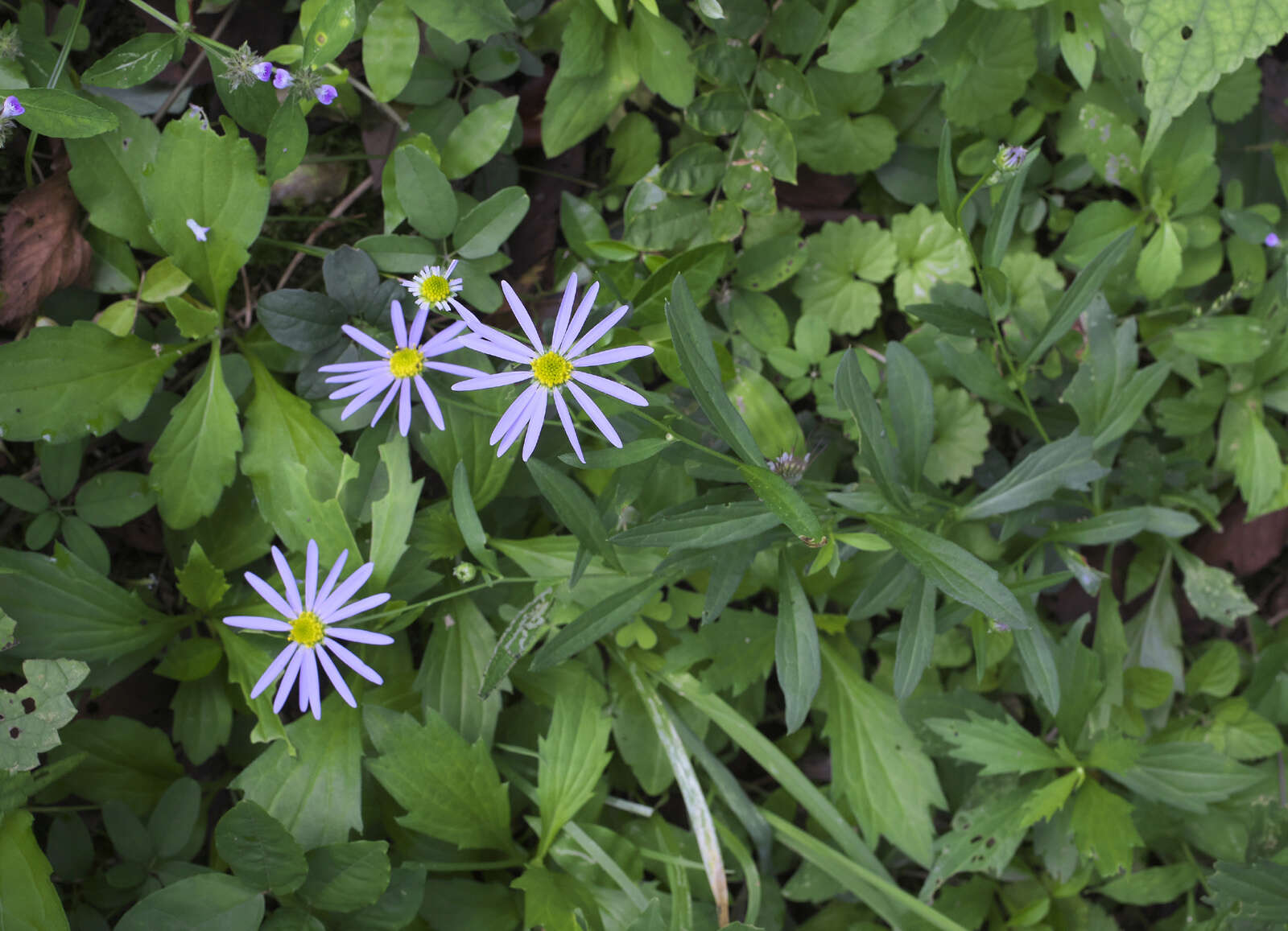 Aster yomena (Kitam.) Honda resmi