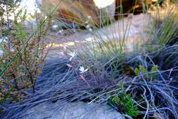 Image of Hesperantha cedarmontana Goldblatt