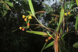 Слика од Scaphyglottis aurea (Rchb. fil.) Foldats