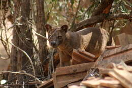 Image of fossa