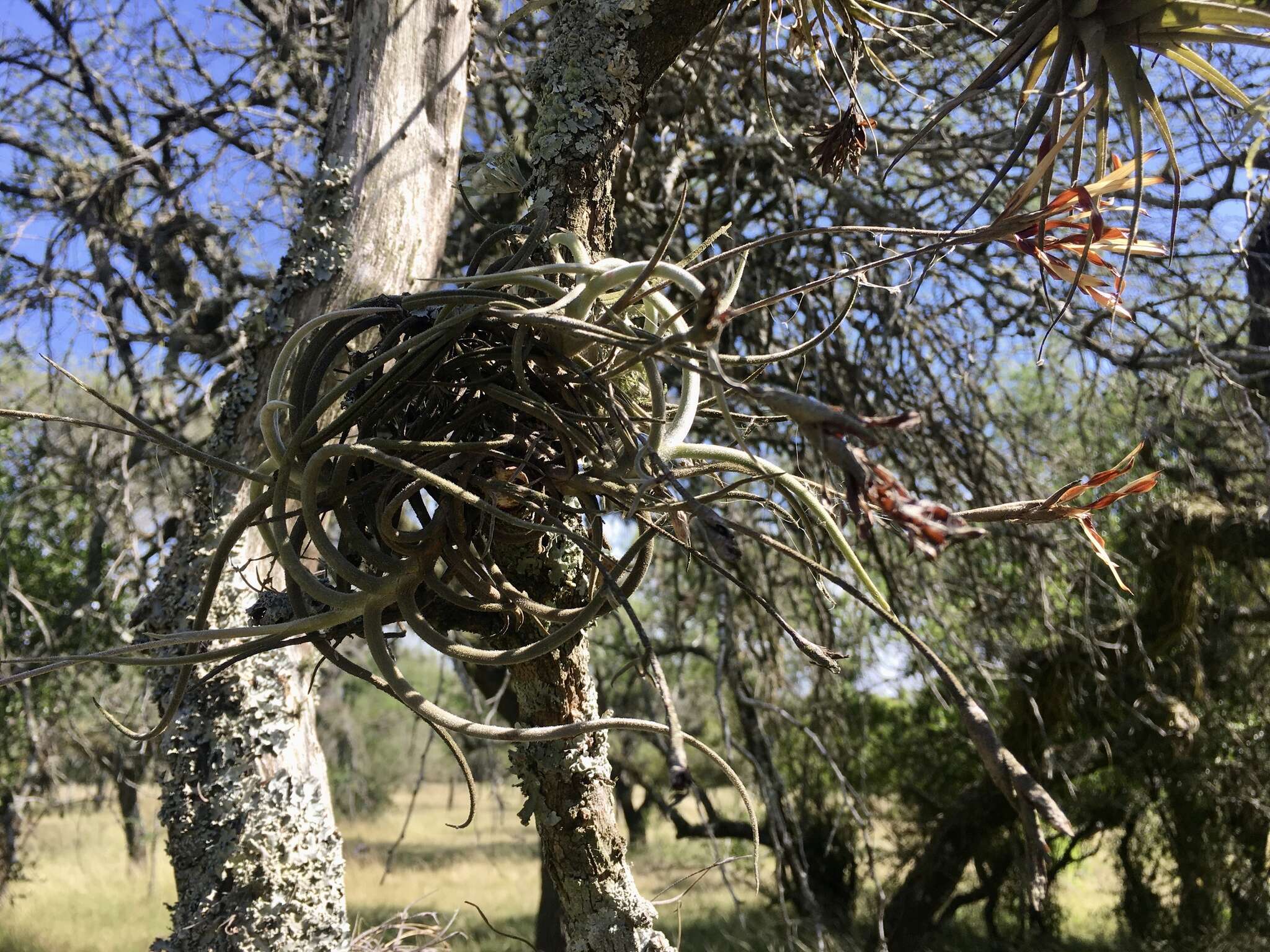 Слика од Tillandsia myosura Griseb. ex Baker