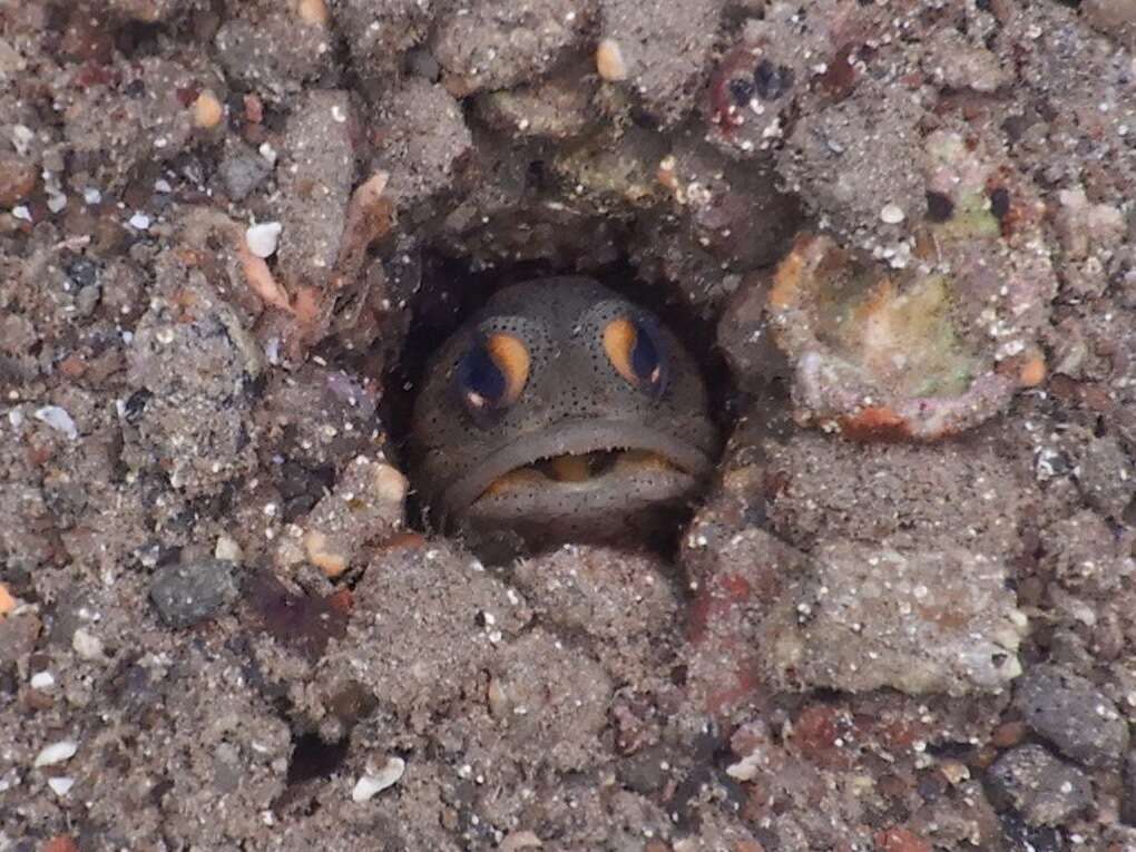 Image of Finespotted jawfish