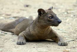 Image of fossa