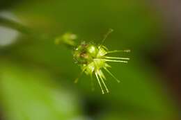 Image of Pavonia castaneifolia A. St.-Hil. & Naud.