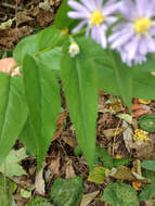 Image de Symphyotrichum shortii (Lindl.) G. L. Nesom