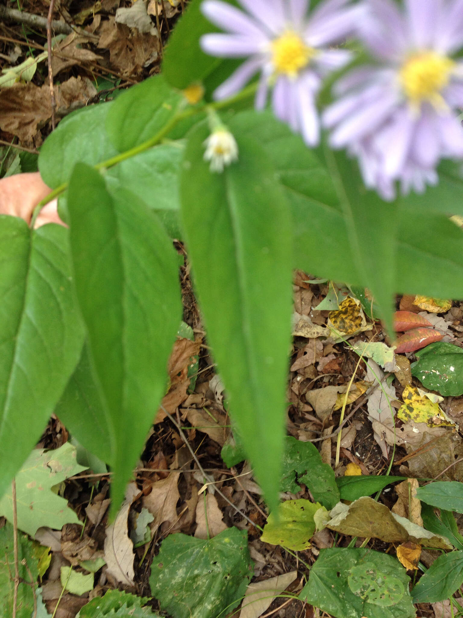 Plancia ëd Symphyotrichum shortii (Lindl.) G. L. Nesom