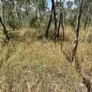 Image of haresfoot grass