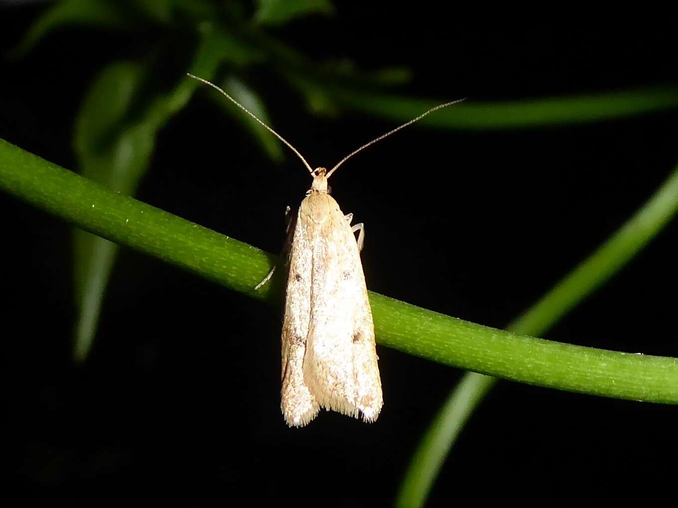 Image of Gymnobathra sarcoxantha Meyrick 1884