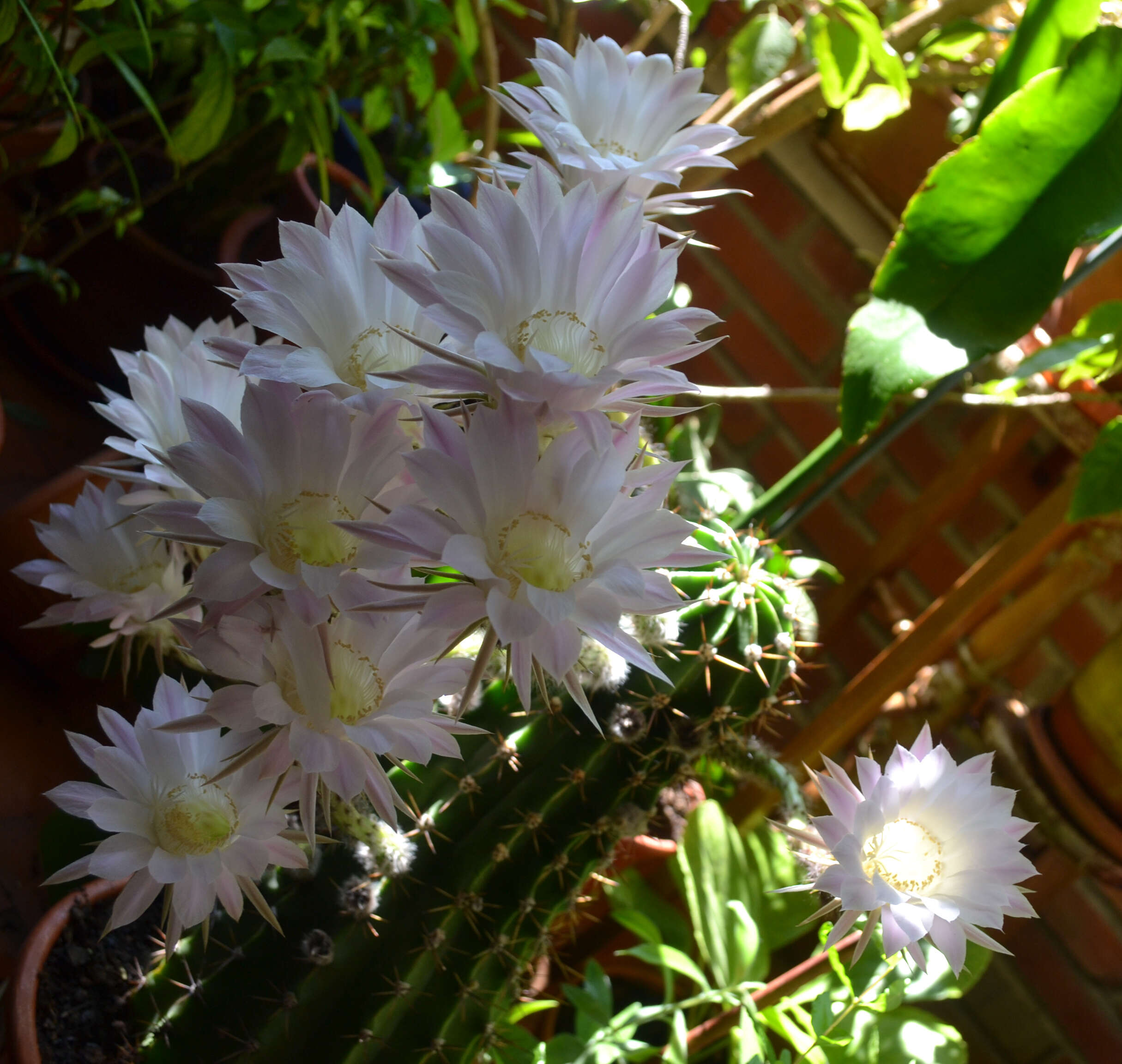 Image of Echinopsis oxygona