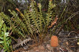 Imagem de Banksia gardneri A. S. George